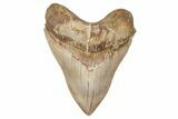 Serrated, Fossil Megalodon Tooth - Indonesia #208766-1